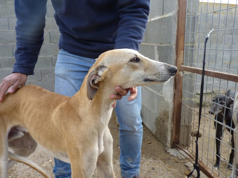 BACH galgo male beige né en 2014 Bach210