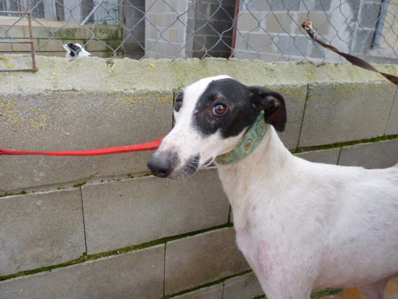 BLAN joli galgo male blanc et noir 1 an Adopte Blan310