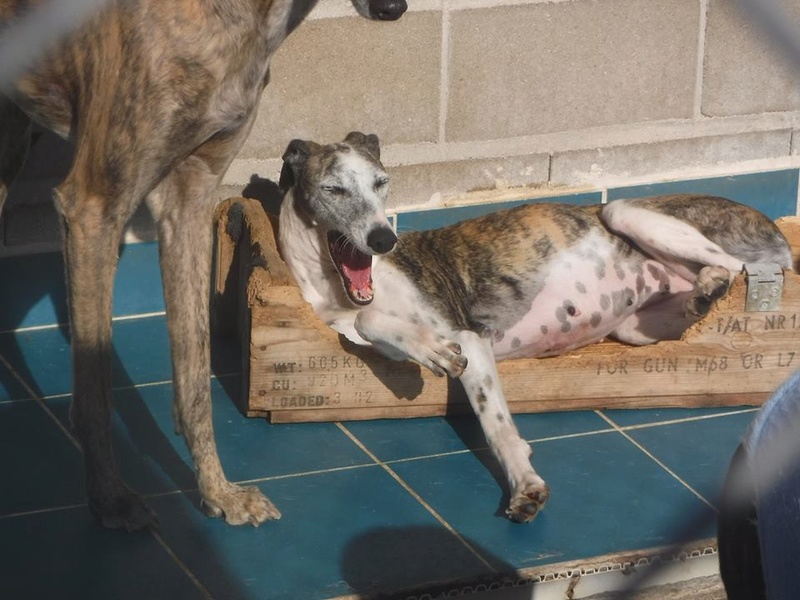 Calzona,galga bringée et blanche, 3 ans Calzon10