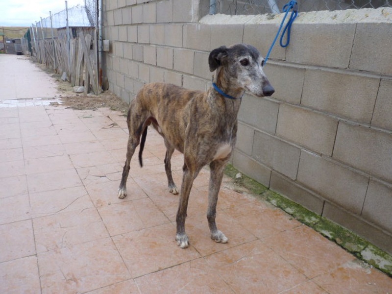 CHELE galgo bringé Chele611
