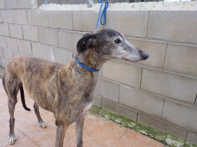 CHELE galgo bringé Chele710