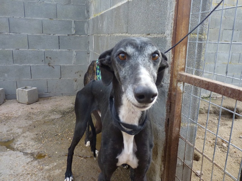 CHENCHITO galgo male noir attendrissant Chench10