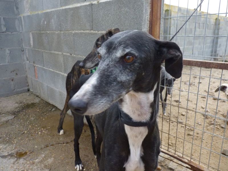 CHENCHITO galgo male noir attendrissant Chench11
