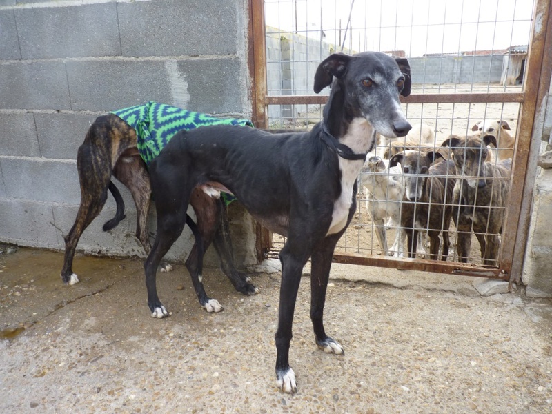 CHENCHITO galgo male noir attendrissant Chench12