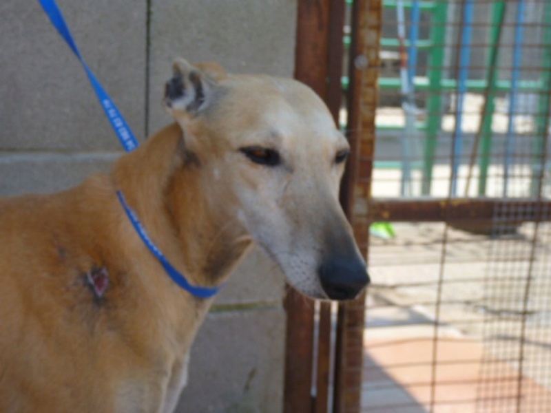 CHOLO galgo creme de 2ans rempli de cicatrices Cholo110