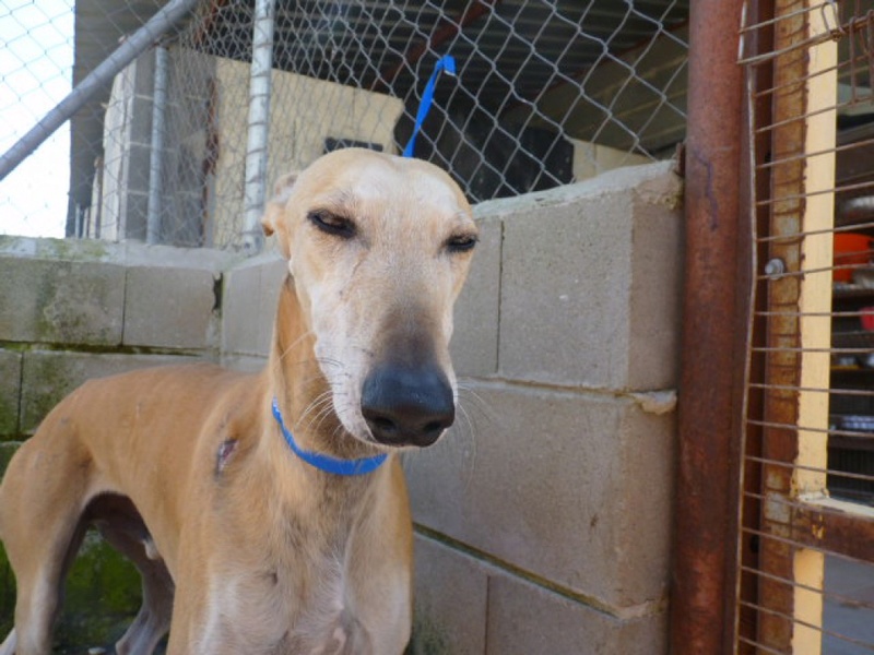 CHOLO galgo creme de 2ans rempli de cicatrices Cholo210