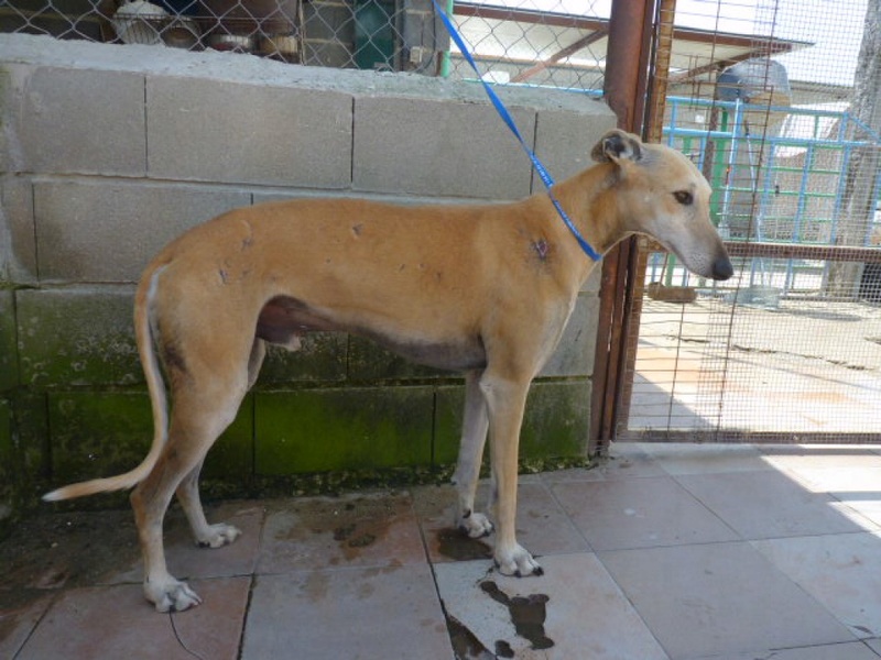 CHOLO galgo creme de 2ans rempli de cicatrices Cholo410