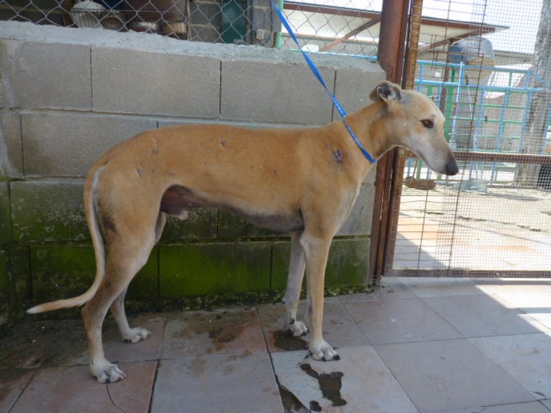 CHOLO galgo creme de 2ans rempli de cicatrices  Cholo410