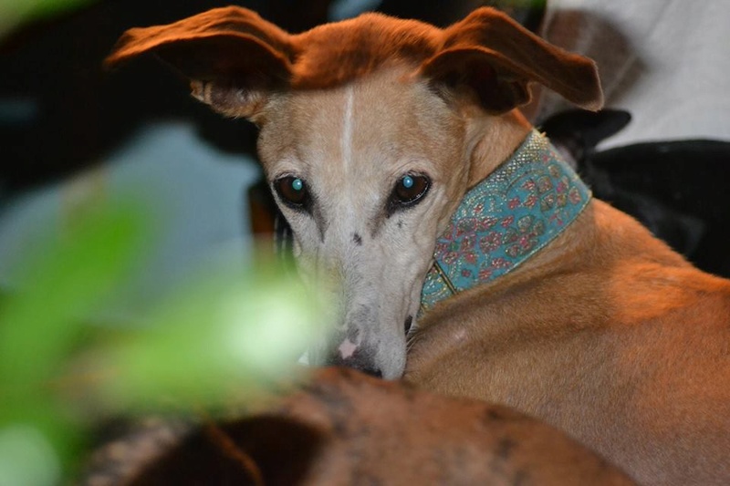 Cristina tourne une page elle est a l adoption , en Fa en Bretagne Adoptée  Cristi11