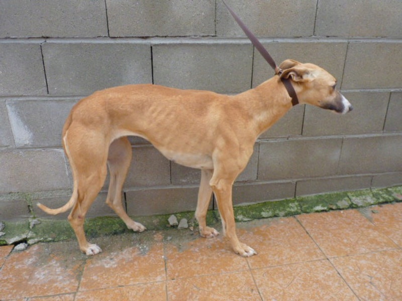 DESA galga beige museau blanc 3 ans Desa10