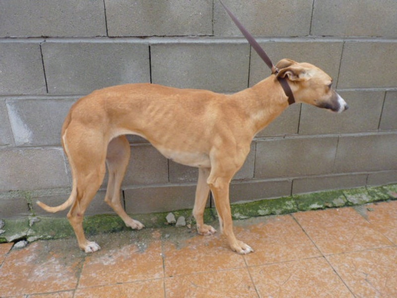 DESA galga beige museau blanc 3 ans  Desa10