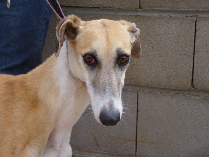 DESGRACIADA jolie petite galga timide Desgra11