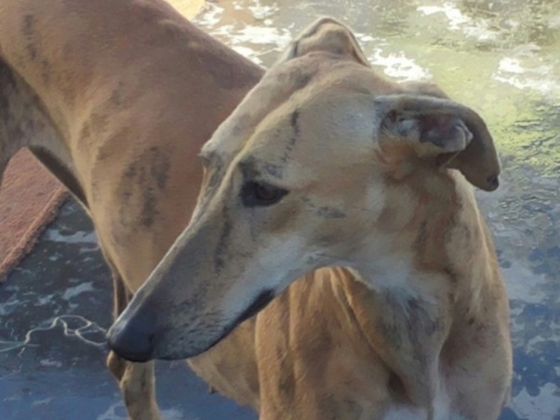 FARRUCA galga bringée clair sCOOBY fRANCE Adoptée  Farruc10