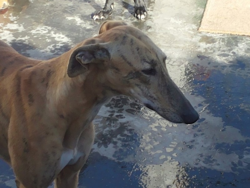 FARRUCA galga bringée clair sCOOBY fRANCE Adoptée Farruc11