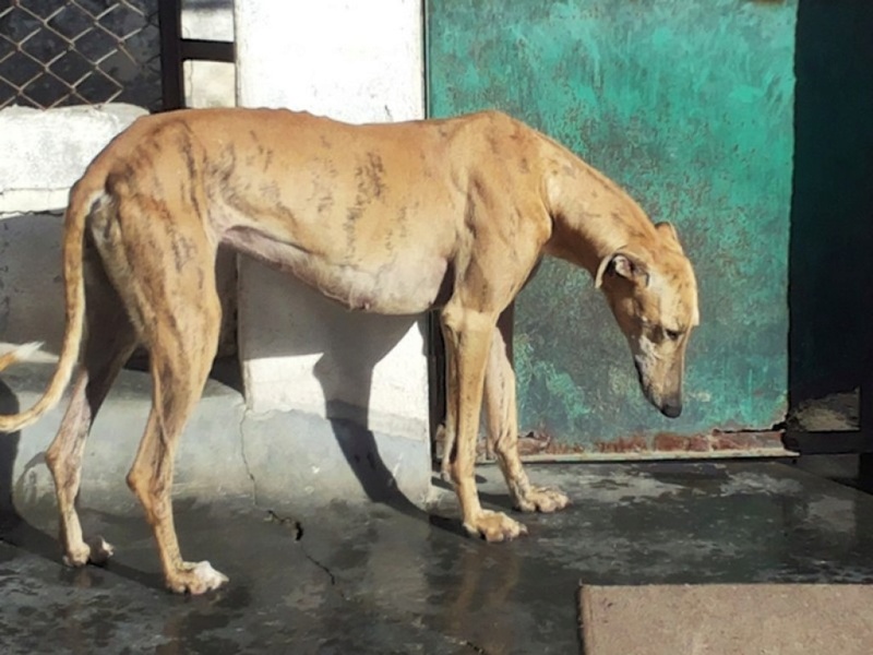 FARRUCA galga bringée clair sCOOBY fRANCE Adoptée  Farruc13