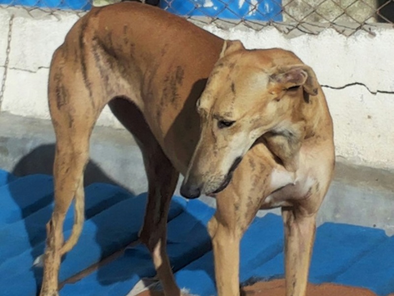 FARRUCA galga bringée clair sCOOBY fRANCE Adoptée  Farruc15