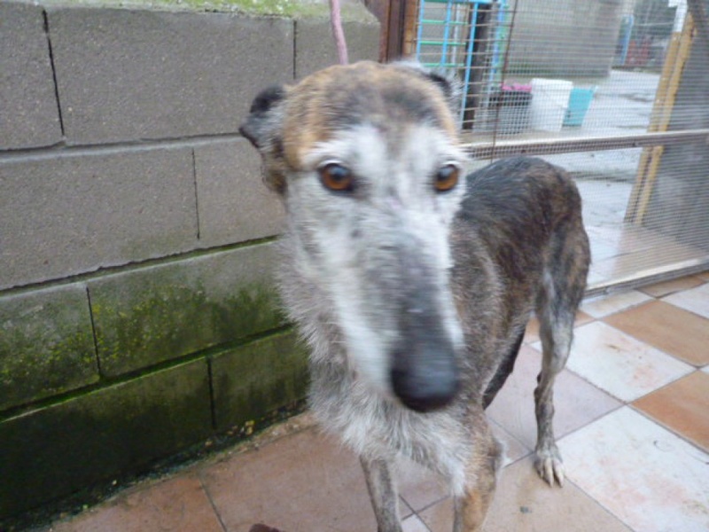 GRANNY superbe galga barbuda 5ans Granny10