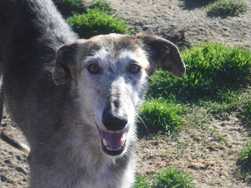 GRANNY superbe galga barbuda 5ans Granny17