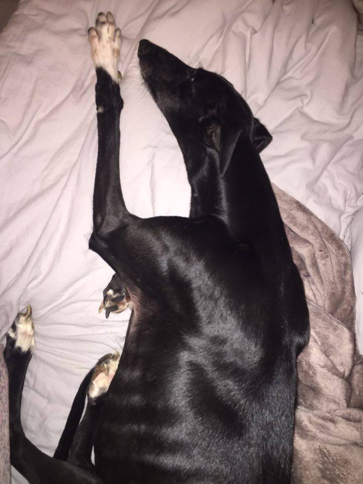 NEGRITO, galgo noir, 4 ans Adopté - Page 2 Negrit13