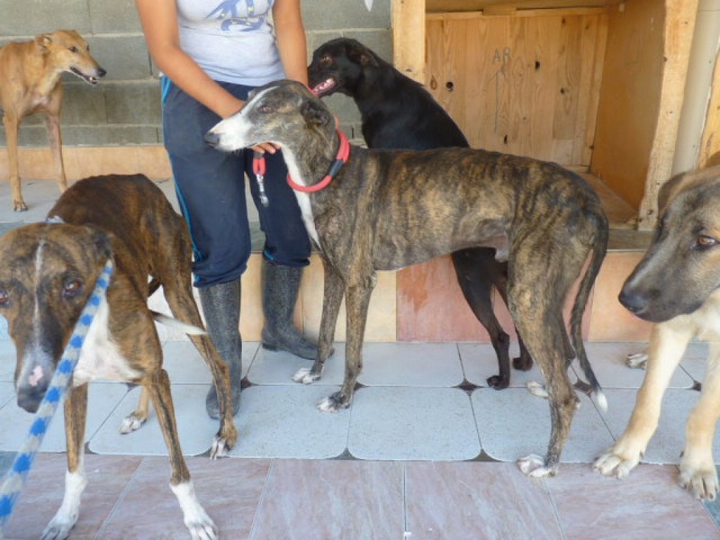 SOLDIER galgo male bringé de 5 ans Soldie12