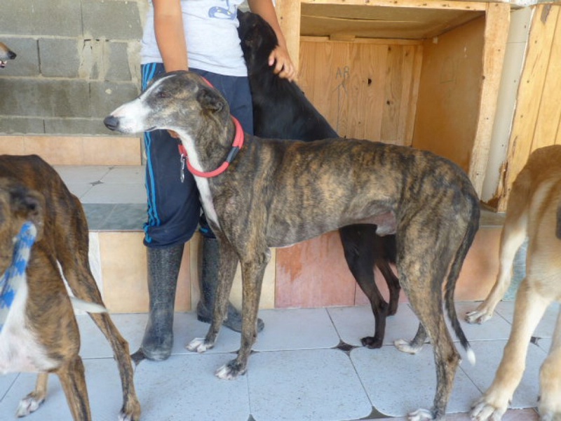 SOLDIER galgo male bringé de 5 ans Soldie13