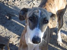 TANYA jeune et belle galga bringée Tania111
