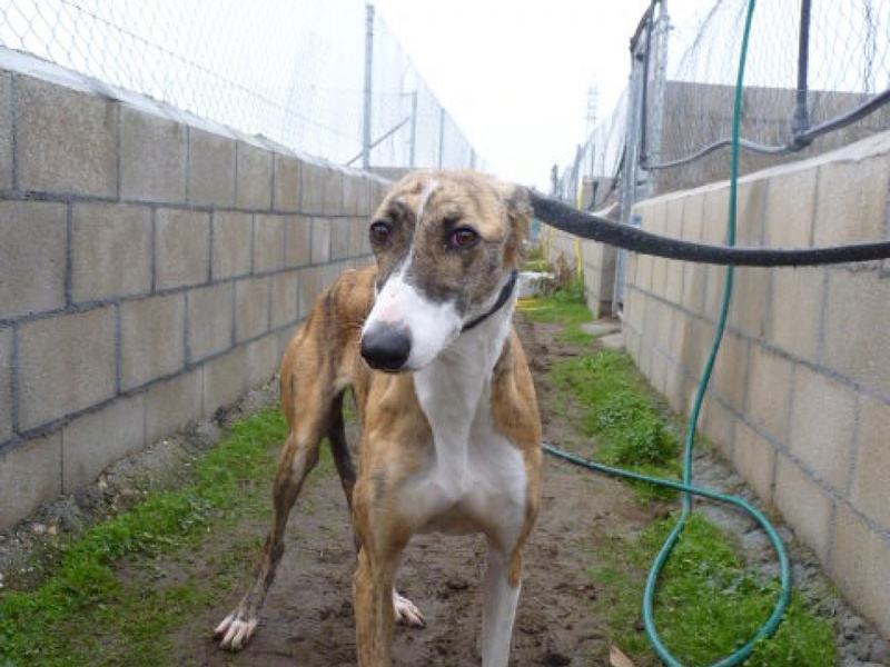 TANYA jeune et belle galga bringée Tanya110