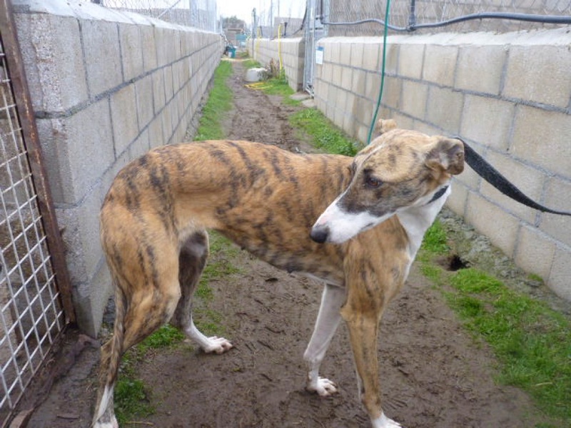 TANYA jeune et belle galga bringée Tanya210