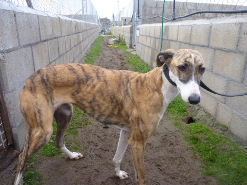 TANYA jeune et belle galga bringée Tanya311