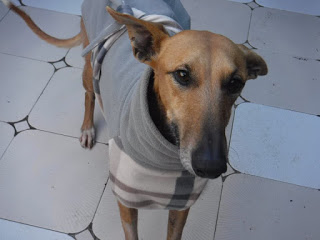 TIMY petit galgo roux, urgent doit sortir du refuge !!! Timy210