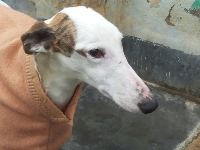 TOLSTOI galgo atypique male 2ans1/2 Adopté Tolsto11