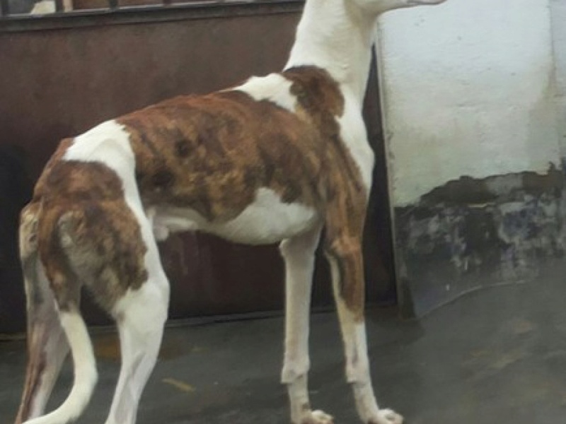 TOLSTOI galgo atypique male 2ans1/2 Adopté Tolsto12