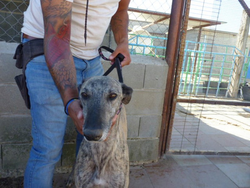 TURRO galgo male bringé clair Turro210