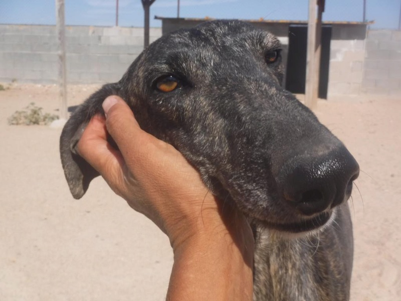 Vicio, galgo bringé foncé, 4 ans 1/2 Vicio310