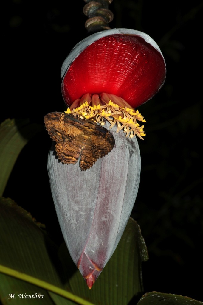 Hétérocères - Panama Imgp0415