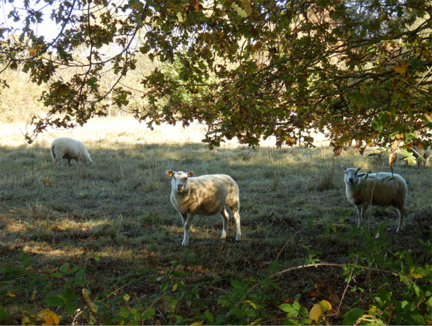 Faut il s'habiller avec une combinaison en plomb dans certains coins du Limousin ? Mouton11