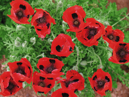 Papaver/poppy Image12