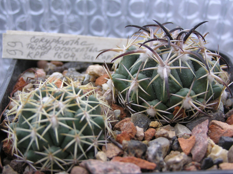 Cactus under carbonate №... №... 13 C_trip10