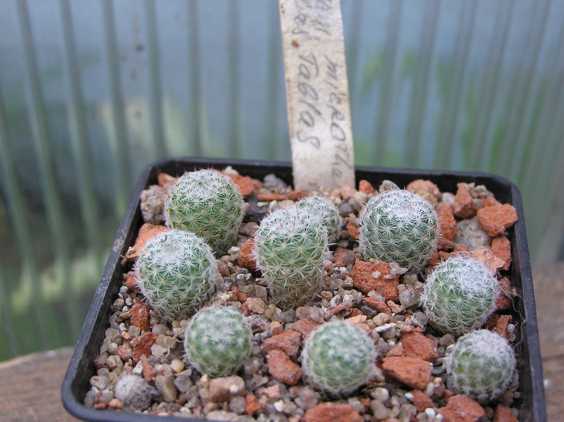 Cactus under carbonate 5 M_micr11