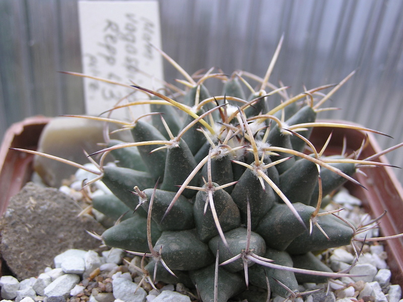 Cactus under carbonate 10 M_vaga10