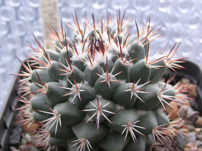 Cactus under carbonate 10 M_wagn11
