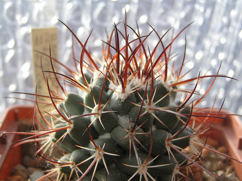 Cactus under carbonate 10 M_wagn12