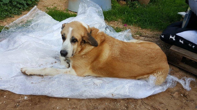 Canis Thor 15369911