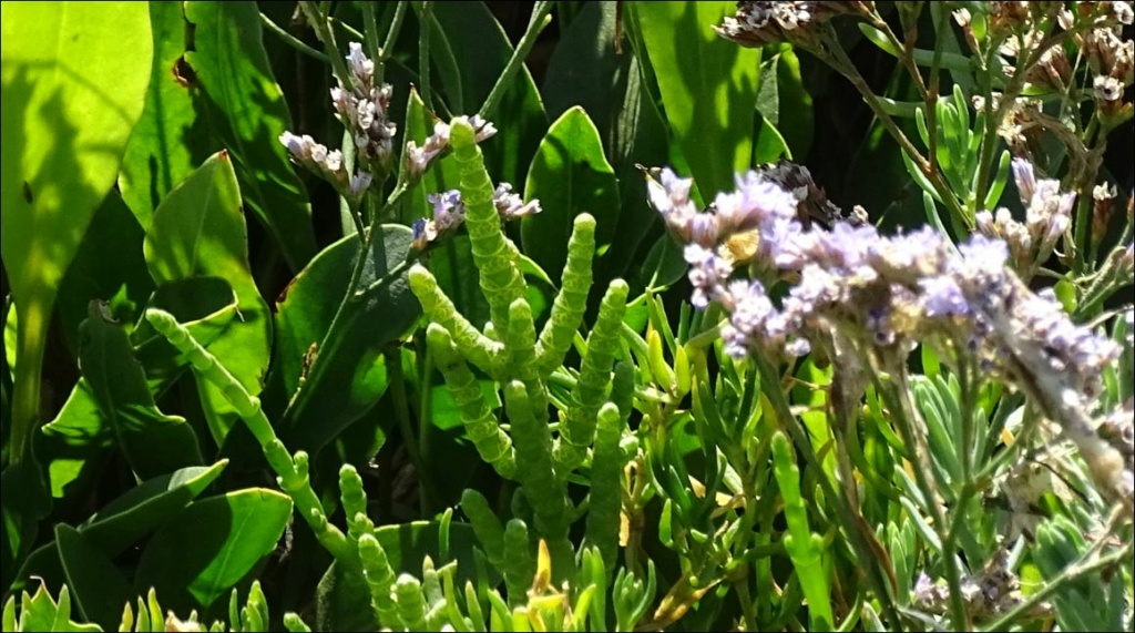 [Tripolium pannonicum] plante halophile (Aster maritime) 130