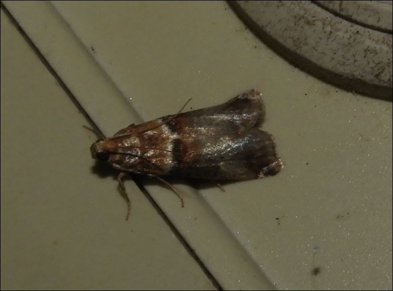 [Ochropleura leucogaster, Tholera decimalis, Luperina dumerilii, Costaconvexa polygrammata, Acrobasis tumidana, Pyrausta aurata] Bindre, Séné 1_acro12