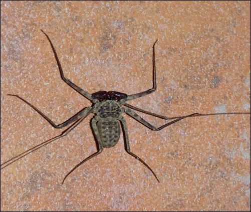 Arachnidée du Costa Rica  1_ambl10