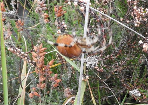 ([Dolomedes sp, Micrommata virescens, Vraisemblablement une Araneus quadratus, Cocon d'Argiope] Araignées des Belans pour identification?? 1_arai10