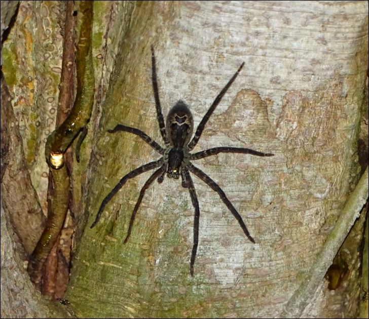Araignée du Costa Rica 1_arai14