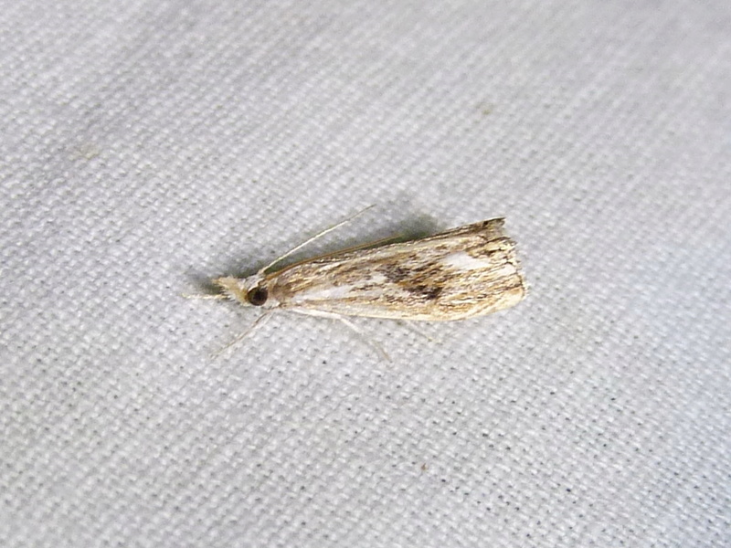 [Catoptria verellus, Roeslerstammia erslebella, Plagodis pulveraria, (Para)Swammerdamia...] nuit du 30 juillet.. 1_cato10