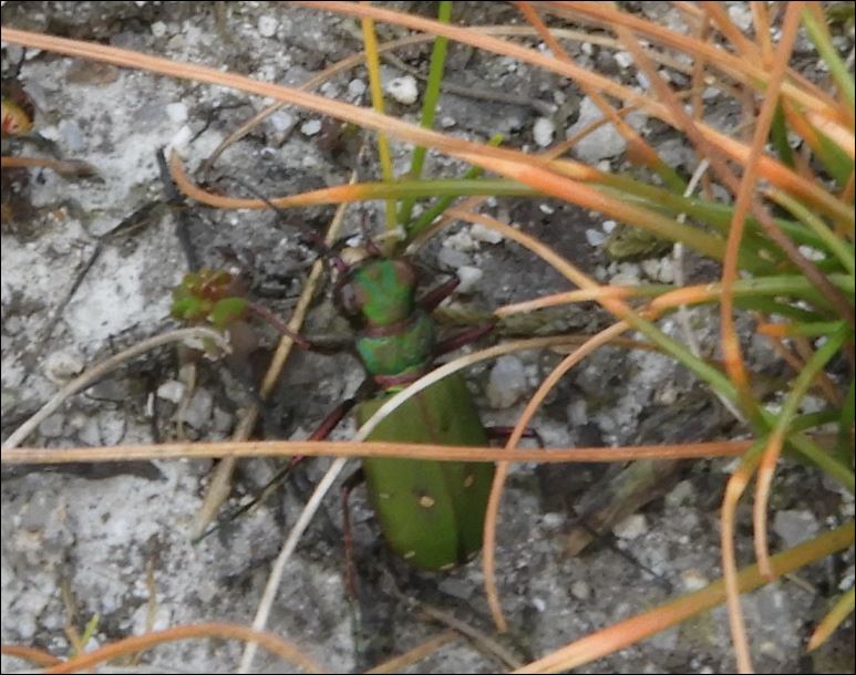 [Cicindela campestris] Cicindella campestris.... 1_cici11